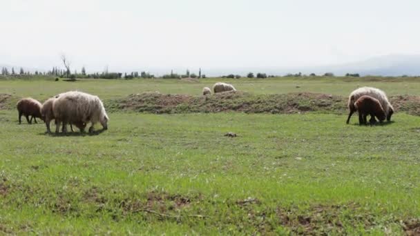 Manada de ovelhas não cultivadas brancas pastando na Georgia.Um grupo de ovelhas olhando, andando e descansando em um pasto verde . — Vídeo de Stock