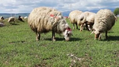 Georgia.A grubunda bakarız, yürüyüş ve yeşil mera üzerinde dinlenme koyun otlatma beyaz ekilmemiş koyun sürüsü. Bir grup alanını otlatma ve kameradan uzak yürüme koyunları video.