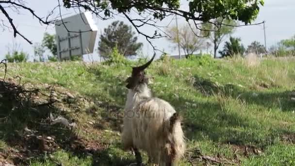 Lustige große reinrassige Ziege mit riesigen Hörnern, die Laub von einem Baum kaut und zwei Füße bekommt, nicht weit von Tiflis, Georgien — Stockvideo