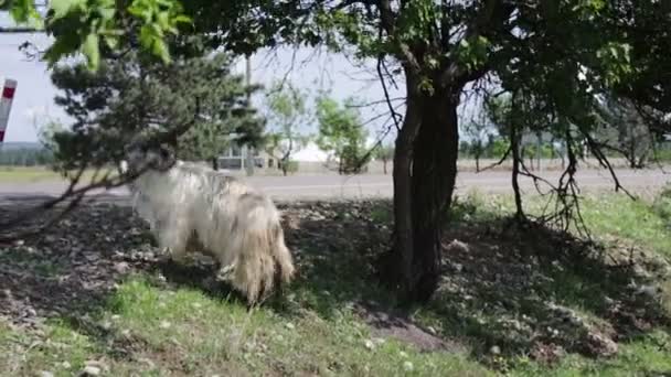 Grande cabra puro-sangue com chifres enormes mastigar folhagem de uma árvore e ficando dois pés, não muito longe de Tbilisi, Geórgia — Vídeo de Stock