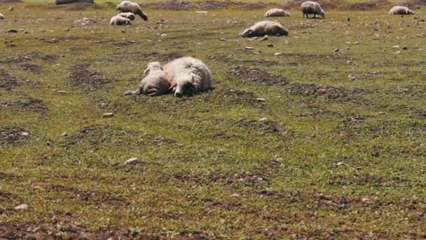 Ovejas y un corderito yacían en un prado verde y descansaban. Pasando por las ovejas que pastan — Vídeo de stock