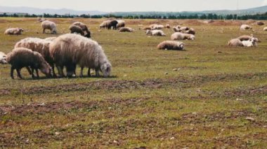 Beyaz koyun yün yeşil çayır üzerinde otlatma ile yakın: Tiflis, Gürcistan