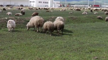 Georgia.A grubunda bakarız, yürüyüş ve yeşil mera üzerinde dinlenme koyun otlatma beyaz ekilmemiş koyun sürüsü.
