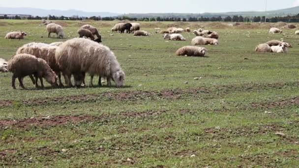 Witte schapen met wol grazen op de groene weide in de buurt van Tbilisi, Georgië — Stockvideo
