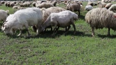 Georgia.A grubunda bakarız, yürüyüş ve yeşil mera üzerinde dinlenme koyun otlatma beyaz ekilmemiş koyun sürüsü.