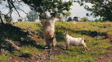 Keçi ahşap bir road yakınındaki yeşillik yemek