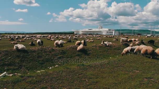 Bílá ovce s vlnou pasoucích se na zelené louce v blízkosti Tbilisi, Gruzie — Stock video