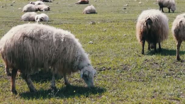 Fehér gyapjú a zöld rét legelő juhok a következő látnivaló közelében: Tbilisi, Grúzia — Stock videók