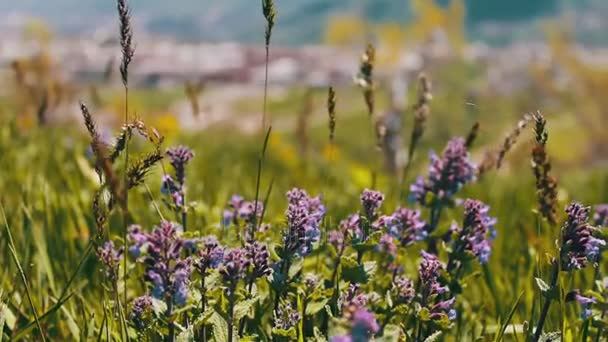 绿色新鲜多汁春草和蓝色的花朵，在亚美尼亚的字段 — 图库视频影像
