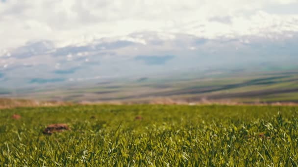 Herbe printanière fraîche juteuse verte sur fond de sommets enneigés des montagnes du Caucase en Arménie — Video