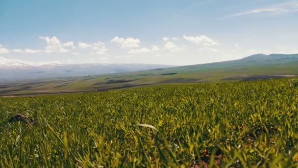 아르메니아에서 코 카 서 스 산맥의 눈 덮인 봉우리의 배경 막에 대하여 녹색 신선한 육즙 봄 잔디 — 비디오