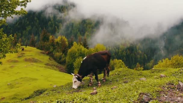 Černo bílá kráva oděrek na malebné hornatý terén v mlze. Gruzínská krajina kavkazských hor, na kterých se pase kráva — Stock video