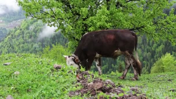 Kuh grast auf malerischer Berglandschaft im Nebel und üppigem Grün — Stockvideo