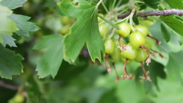 Green barberry grows on branch in the garden — Stock Video