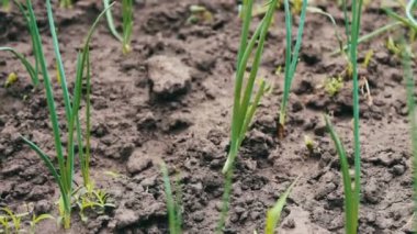 Bahçe Bahçe en genç yeşil soğan büyür