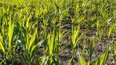 Mısır genç sürgünler yaz alanında büyümek