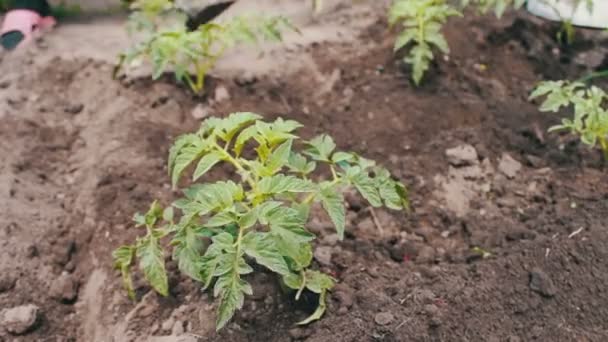 Im Garten wächst ein Strauch junger blühender Tomaten — Stockvideo