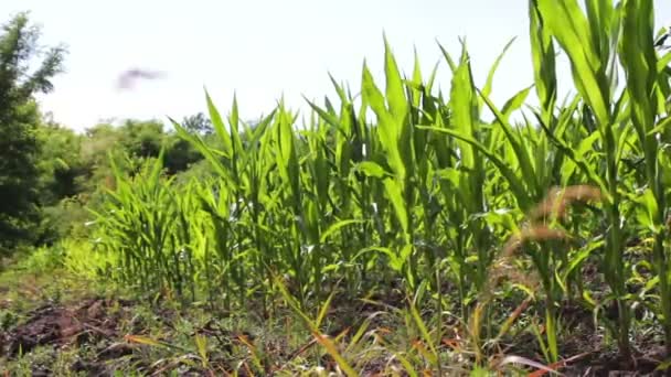 Jóvenes brotes de maíz crecen en un campo de verano — Vídeos de Stock