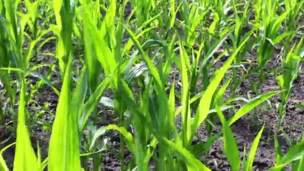 Unga skott av majs växer i ett sommar-fält — Stockvideo
