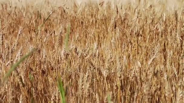 Шипы золотой пшеницы раскачиваются на ветру в поле — стоковое видео