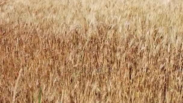 Spike gandum emas bergoyang dalam angin di lapangan — Stok Video