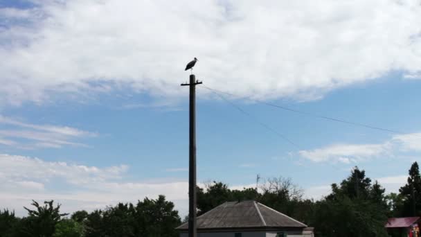 Ooievaar zit in een nest op een paal op een zomerdag — Stockvideo