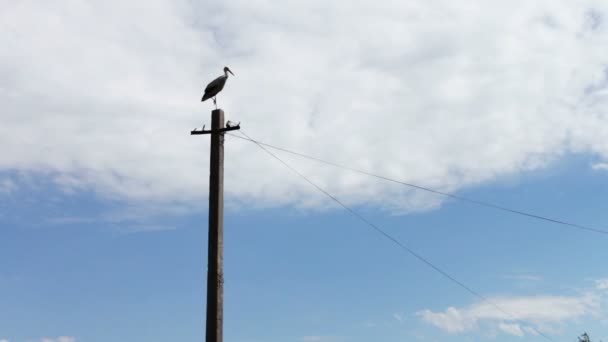 White stork sits in a nest on a pole on a summer day — Stock Video
