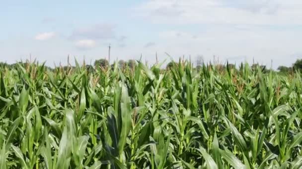 Молодые побеги кукурузы растут в летнем поле — стоковое видео