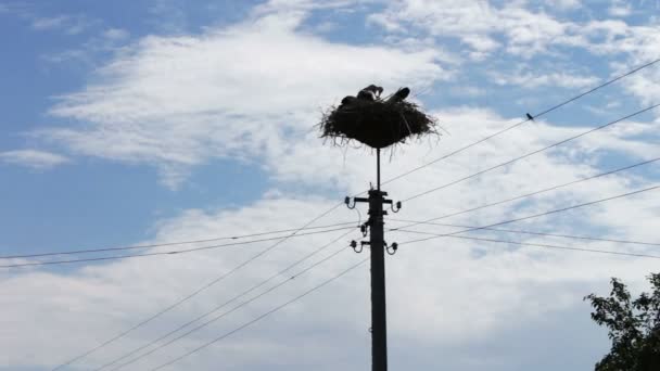 White stork sits in a nest on a pole on a summer day — Stock Video