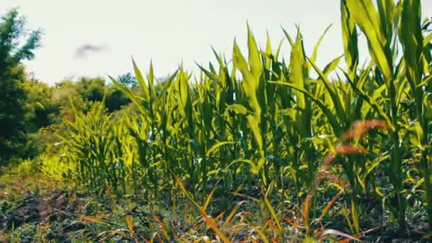 Молоді пагони кукурудзи ростуть на літньому полі — стокове відео