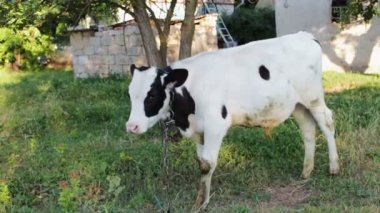 Genç bir siyah-beyaz buzağı kırsal bir avlu avlusunda çayırda otlatma