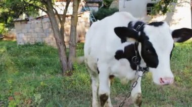 Genç bir siyah-beyaz buzağı kırsal bir avlu avlusunda çayırda otlatma