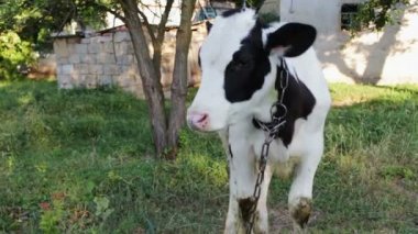 Genç bir siyah-beyaz buzağı kırsal bir avlu avlusunda çayırda otlatma