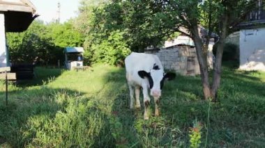Genç bir siyah-beyaz buzağı kırsal bir avlu avlusunda çayırda otlatma