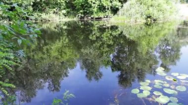 Dalları ağaçlar ve bitki örtüsü nehir su yüzeyi yansımaları.