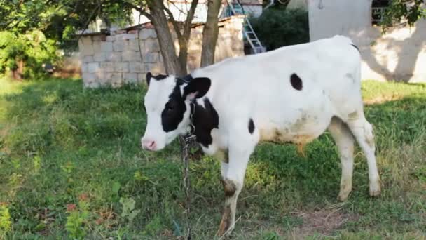 A young black-and-white calf grazing in meadow in the courtyard of a rural courtyard — Stock Video