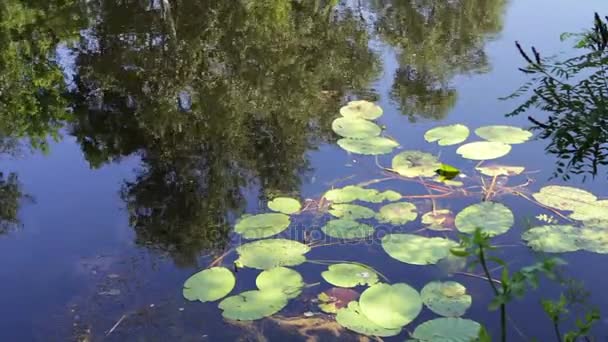 Reflecties van bomen, loof en waterlelies zijn zwaaien op het waterige oppervlak van de rivier — Stockvideo