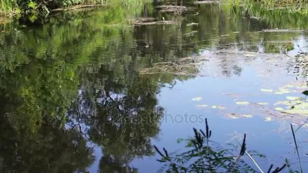 Reflexões de árvores de galhos e folhagem na superfície da água do rio . — Vídeo de Stock