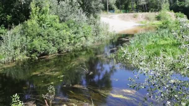 Gondolatok a fák és a növényzet a folyó vizes felületre — Stock videók