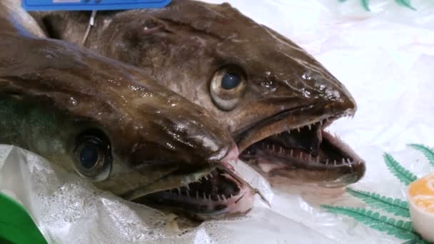 Der Kopf eines großen zahmen Fisches, der auf dem Eis an der Fischmarkttheke liegt. Meeresfrüchte auf dem Frischmarkt — Stockvideo