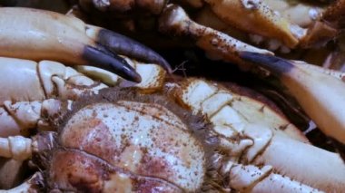Deniz ürünleri taşıma büyük ıstakoz karides ve sayaç piyasada, deniz ürünleri piyasada La Boqueria Barcelona kasık biti