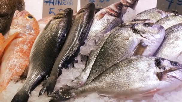 Grande seleção de diferentes peixes frescos no balcão do mercado de peixe no gelo. Frutos do mar no mercado fresco — Vídeo de Stock