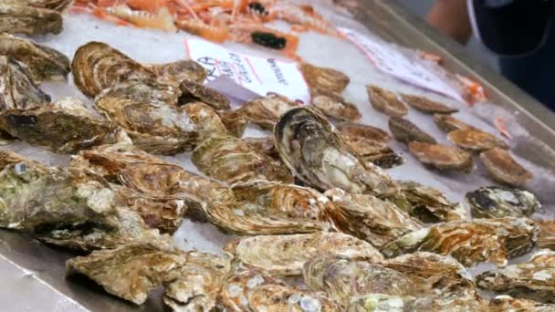 Ampia selezione di ostriche fresche e altri frutti di mare nel ghiaccio al banco del mercato del pesce in Spagna — Video Stock