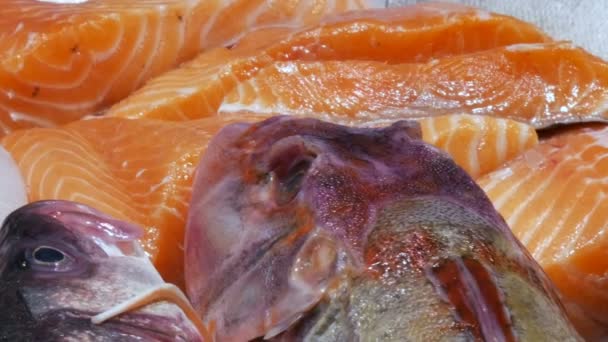 Große Auswahl an verschiedenen frischen Fischen auf der Theke des Fischmarktes im Eis. Meeresfrüchte auf dem Frischmarkt, rote Fischfilets — Stockvideo