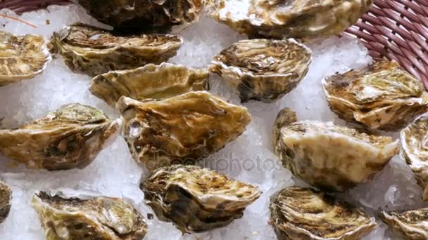 Large selection of fresh oysters and other seafood in the ice at the fish market counter in Spain — Stock Video