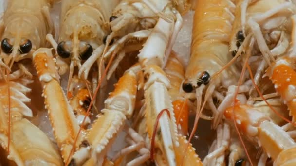 Skaldjur räkor kräftor krabbor på counter marknaden, skaldjur i marknaden La Boqueria i Barcelona nära håll view — Stockvideo