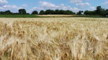 Saçılma Rüzgar spikelets. Spikelets buğday güzel doğal peyzaj Tarih alanıyla
