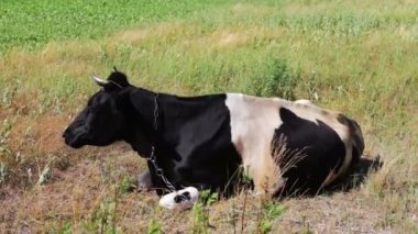 Siyah ve beyaz büyük inek güzel çayır üzerinde otlatma