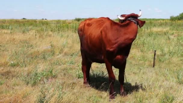 Большая рогатая красная корова, пасущаяся на лугу летом. — стоковое видео