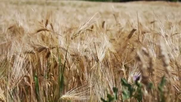 Rijpe mooie spikelets van tarwe zijn wapperen in de wind — Stockvideo